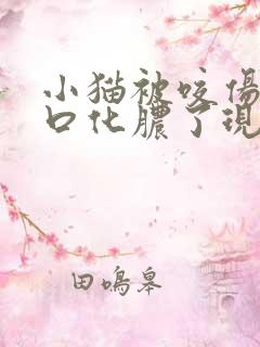 小猫被咬伤了伤口化脓了现在怎么办