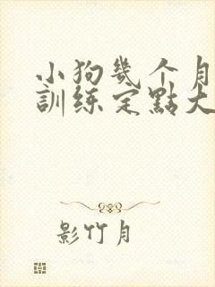 小狗几个月可以训练定点大小便