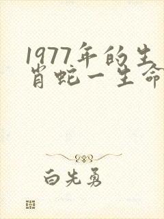 1977年的生肖蛇一生命运如何