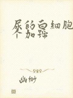 尿的白细胞有一个加号