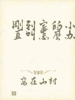 刚到家的小狗一直叫怎么办