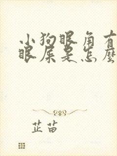 小狗眼角有黄色眼屎是怎么回事