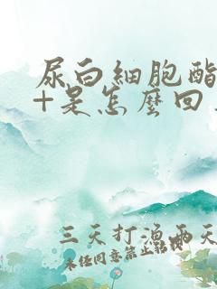 尿白细胞酯酶2+是怎么回事