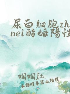 尿白细胞zhinei酯酶阳性