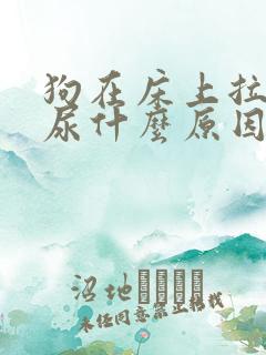 狗在床上拉屎拉尿什么原因