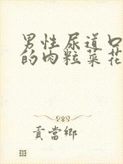 男性尿道口长长的肉粒菜花状