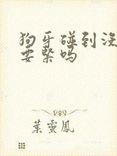 狗牙碰到没破皮要紧吗