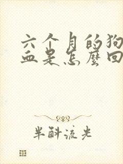 六个月的狗狗尿血是怎么回事