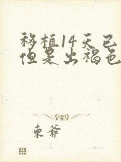 移植14天已孕但是出褐色血