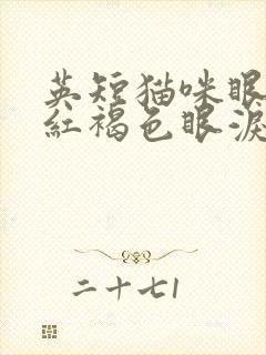 英短猫咪眼睛流红褐色眼泪