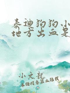 泰迪狗狗小便的地方出血是怎么回事