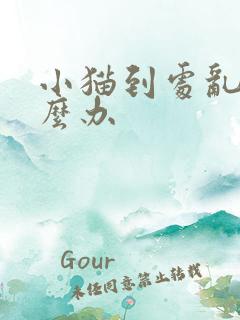 小猫到处乱尿怎么办