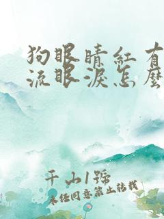 狗眼睛红有眼屎流眼泪怎么回事