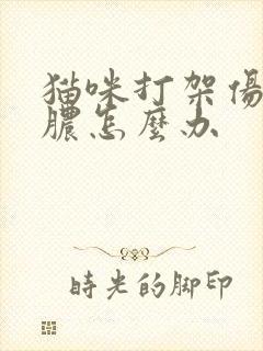 猫咪打架伤口流脓怎么办