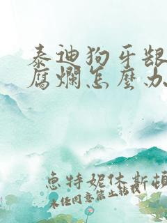 泰迪狗牙龈发炎腐烂怎么办