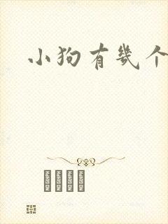 小狗有几个蛋蛋