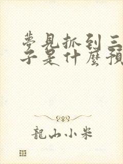 梦见抓到三只兔子是什么预兆