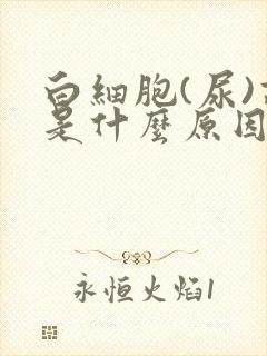 白细胞(尿)高是什么原因