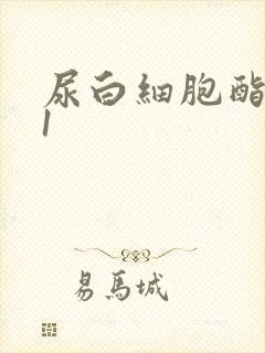 尿白细胞酯酶加1