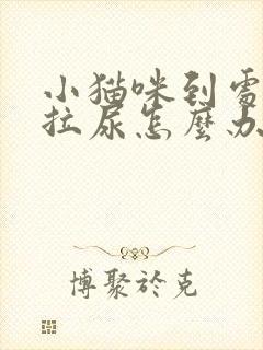 小猫咪到处拉屎拉尿怎么办