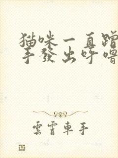 猫咪一直蹭你的手发出呼噜呼噜的声音