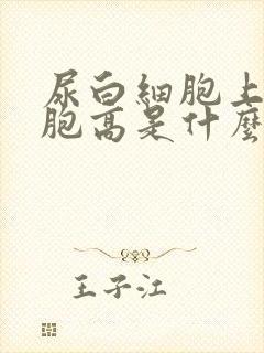 尿白细胞上皮细胞高是什么原因