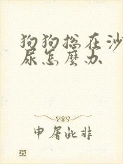 狗狗总在沙发上尿怎么办