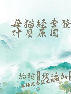 母猫经常发情是什么原因