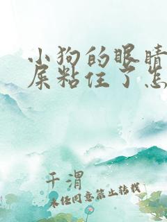 小狗的眼睛被眼屎粘住了怎么办