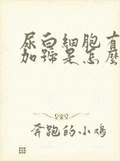 尿白细胞有一个加号是怎么回事