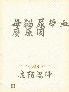 母猫尿带血是什么原因