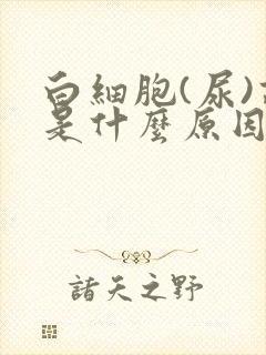 白细胞(尿)高是什么原因