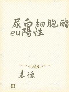 尿白细胞酯酶leu阳性