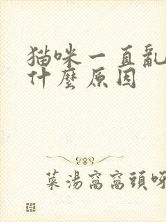 猫咪一直乱尿是什么原因