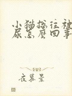 小猫总往被子上尿怎么回事