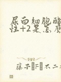 尿白细胞酯酶阳性+2是怎么回事