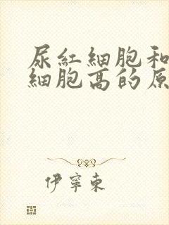 尿红细胞和尿白细胞高的原因