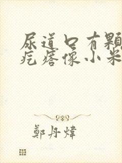 尿道口有颗粒状疙瘩像小米粒很痒