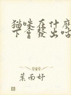 猫咪在什么情况下会发出咕噜的声音