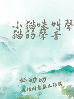 小猫咪叫声吸引猫的声音