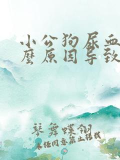 小公狗尿血是什么原因导致的