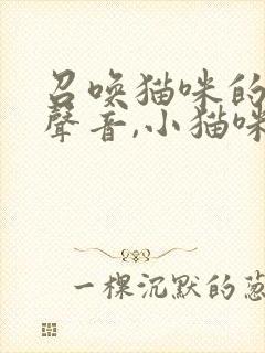 召唤猫咪的三种声音,小猫咪立马出现