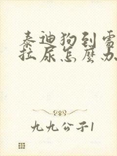 泰迪狗到处拉屎拉尿怎么办