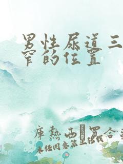 男性尿道三个狭窄的位置