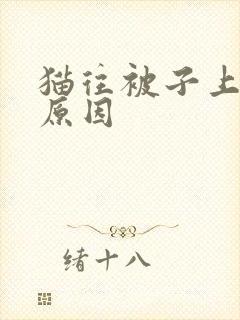 猫往被子上尿的原因