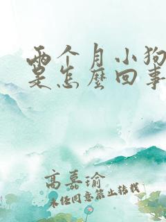 两个月小狗尿黄是怎么回事