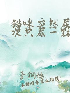 猫咪突然尿频每次只尿一点怎么治疗