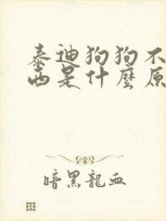 泰迪狗狗不吃东西是什么原因