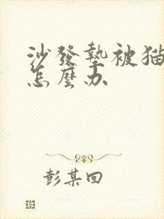 沙发垫被猫尿了怎么办