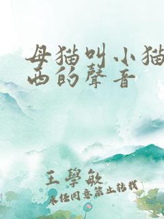 母猫叫小猫吃东西的声音